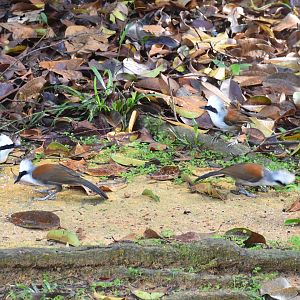 White-crested Laughingthrushes (Garrulax leucolophus)