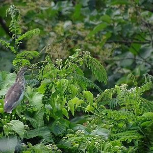 Chinese Pond-Heron (Ardeola bacchus)