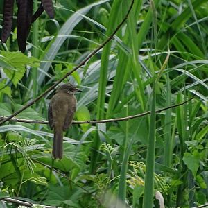 Streak-eared bulbul (Pycnonotus conradi)