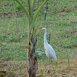 Medium egret (Ardea intermedia)