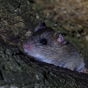 Unknown rodent (likely Rattus sp.)