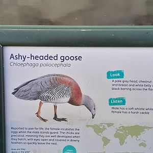 Ashy headed goose label.