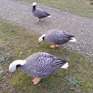 Emperor Geese