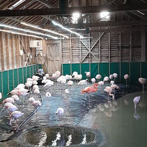 Andean/Lesser Flamingo Flock.
