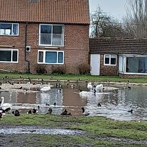Bewicks Swans on Rushy Pen.