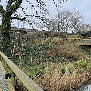 Alaotran bamboo lemur exhibit (1)