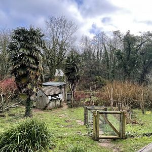 Alaotran bamboo lemur exhibit (2)