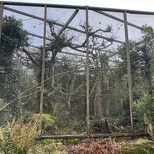 Golden lion tamarin exhibit