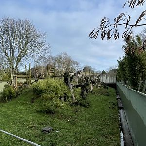 Western lowland gorilla exhibit