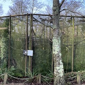 Pied tamarin exhibit