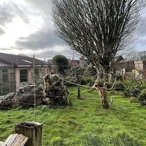 Black and white ruffed lemur exhibit