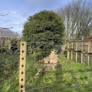 Red fronted lemur exhibit