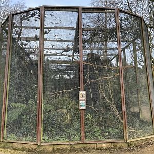 Wrinkled hornbill and Vietnam pheasant aviary