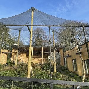 Temporary northern bald ibis exhibit