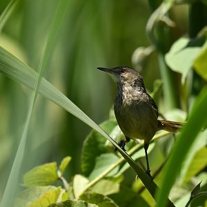 Madagascar Swamp-Warbler Acrocephalus newtoni