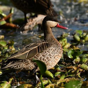 Red-billed Duck Anas erythrorhyncha
