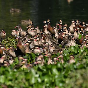 Red-billed Duck Anas erythrorhyncha