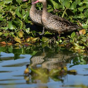 Red-billed Duck Anas erythrorhyncha