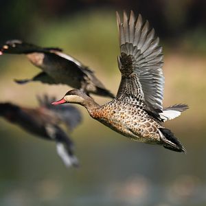Red-billed Duck Anas erythrorhyncha
