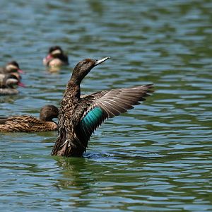 Meller's Duck Anas melleri