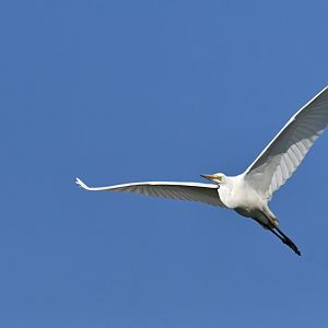 Western Great Egret Ardea alba