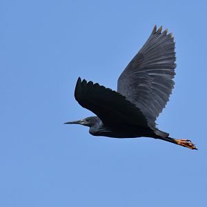 Black Heron Egretta ardesiaca