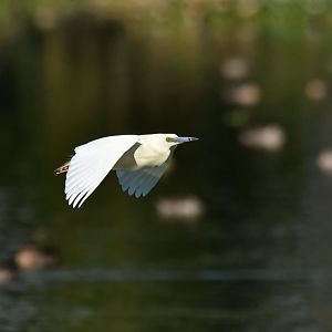 Madagascar Pond-Heron Ardeola idae