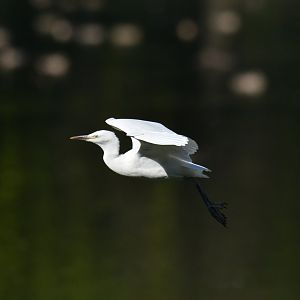 Western Cattle Egret Bubulcus ibis