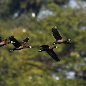 White-faced Whistling-Duck Dendrocygna viduata