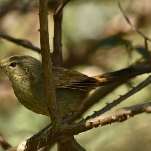 Madagascar Brush-Warbler Nesillas typica
