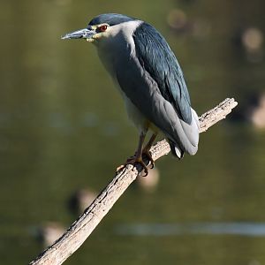 Black-crowned Night-Heron Nycticorax nycticorax