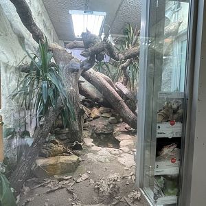 Lesser antillean iguana and mountain chicken exhibit