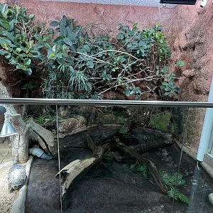Madagascar big headed turtle exhibit
