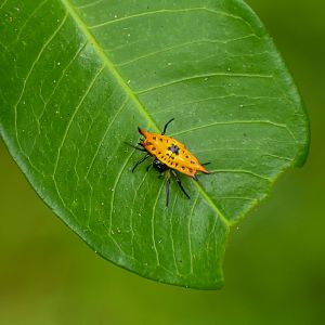 Four-spined Spiny Orbweaver