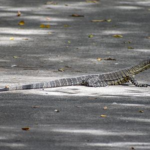 Lace Monitor on bike path