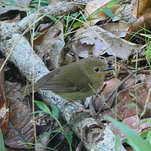 Atherton Scrubwren (Sericornis keri)