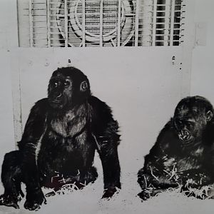 Gorillas Delilah(left) and Samson soon after arriving in 1966. Delilah has just died in Belfast zoo aged 60, she was 2nd oldest gorilla in the world.