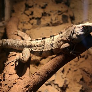 Common Spiny-tailed Iguana