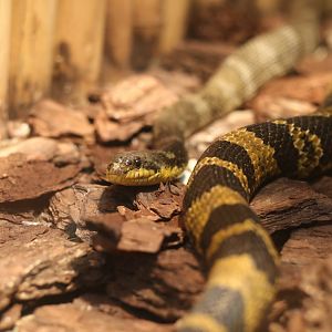 Southern Amur Rat Snake (Elaphe anomala)