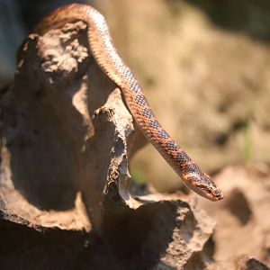 Red-banded Snake (Lycodon rufozonatus)