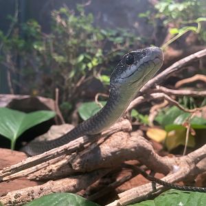 Black-striped Rat Snake (Ptyas dhumnades)