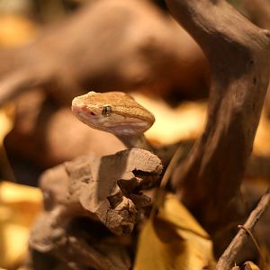 Brown Spotted Pitviper (Protobothrops mucrosquamatus)
