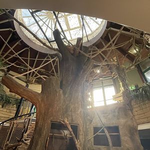 Linnaeus's two toed sloth exhibit