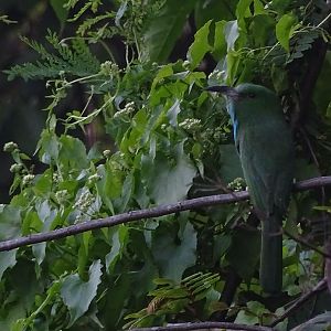 Blue-bearded Bee-eater (Nyctyornis athertoni)