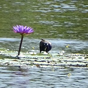 Bronze-winged Jacana (Metopidius indicus)