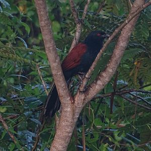 Greater coucal (Centropus sinensis intermedius)