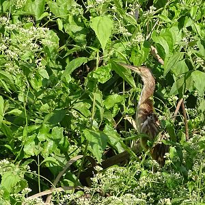 Yellow Bittern (Ixobrychus sinensis)