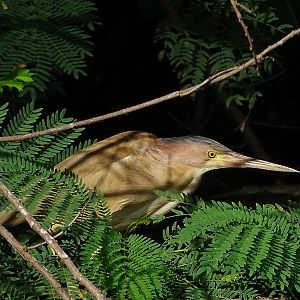 Yellow Bittern (Ixobrychus sinensis)