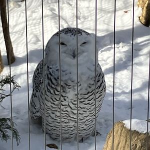 A Snowy Owl in the Snow