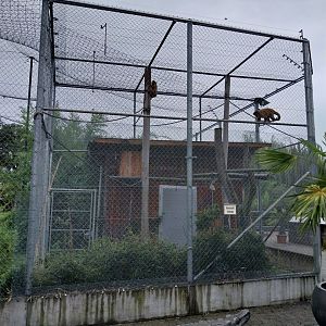 Toni's zoo Rothenburg - Black-capped capuchin enclosure